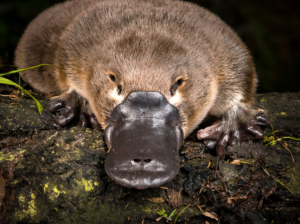 floydscycling | Scout for Platypus at Dawn in Local Streams: Look for platypus in local streams