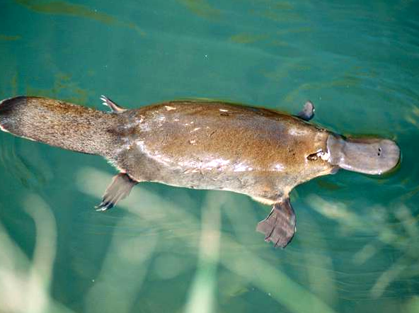 floydscycling | Scout for Platypus at Dawn in Local Streams: Look for platypus in local streams